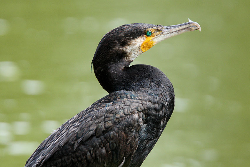 Cormorani francesi
